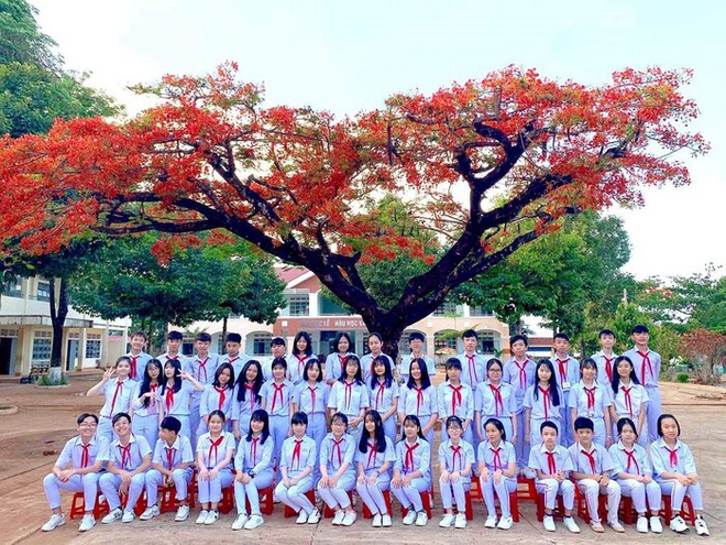Trường học 'niêm phong' cây phượng để đảm bảo an toàn cho học sinh - 1 Trường học 'niêm phong' cây phượng để đảm bảo an toàn cho học sinh - 1