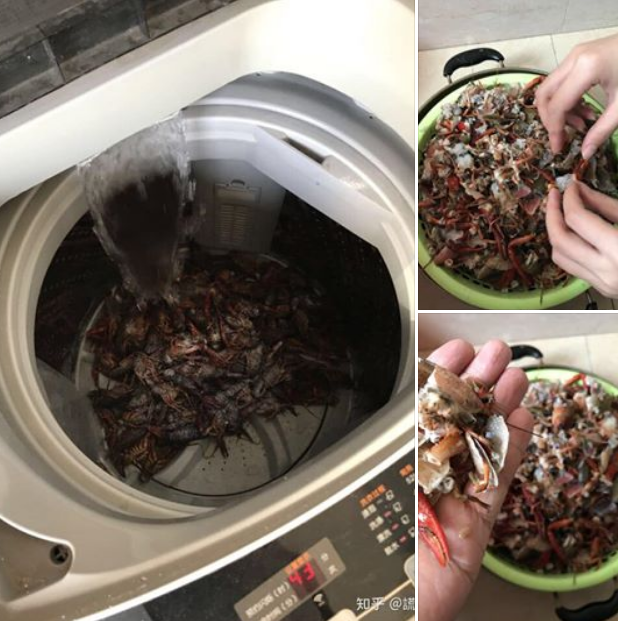 Học mót trên mạng cách làm sạch tôm bằng máy giặt, cặp vợ chồng lười mếu máo nhận cái kết 'cực đắng' Học mót trên mạng cách làm sạch tôm bằng máy giặt, cặp vợ chồng lười mếu máo nhận cái kết 'cực đắng'