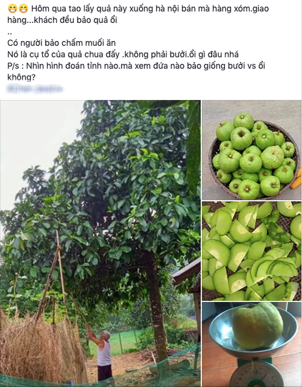 Tưởng là ổi nhưng hoá ra loại trái cây này đã khiến biết bao người nhầm lẫn, còn được xem là 'cụ tổ' của các loại quả chua Tưởng là ổi nhưng hoá ra loại trái cây này đã khiến biết bao người nhầm lẫn, còn được xem là 'cụ tổ' của các loại quả chua
