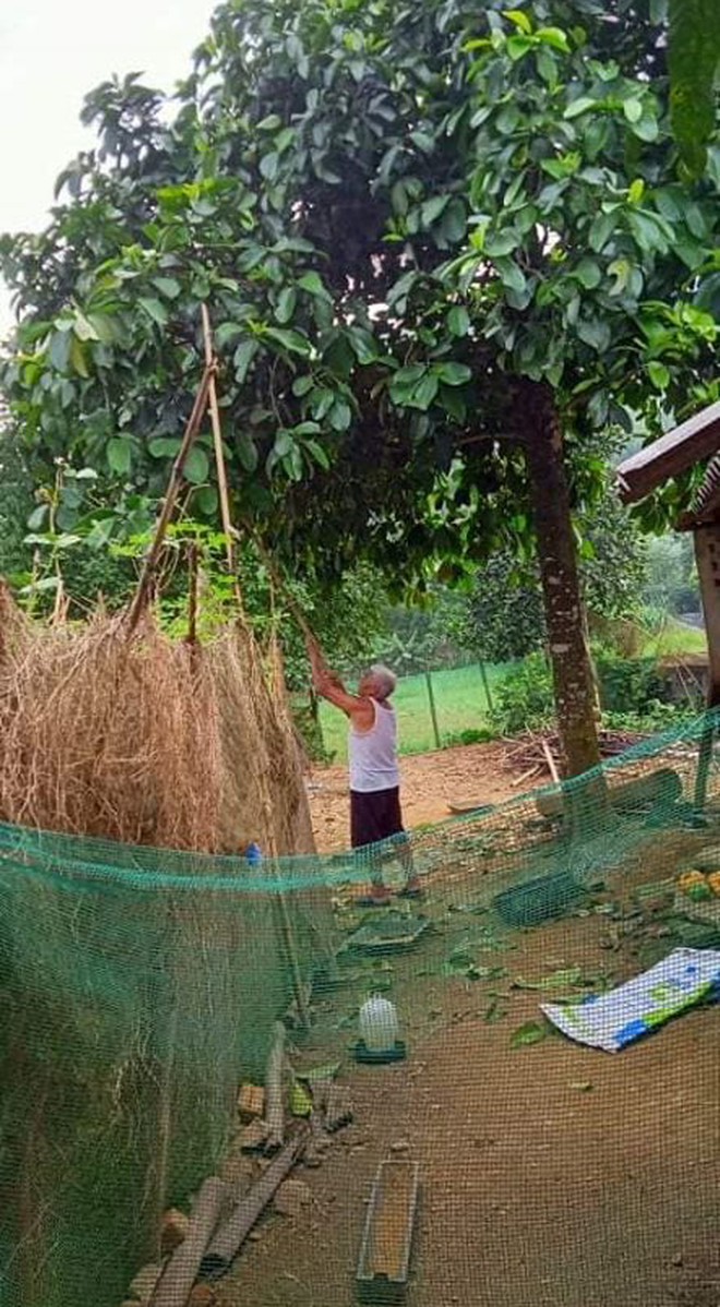 Tưởng là ổi nhưng hoá ra loại trái cây này đã khiến biết bao người nhầm lẫn, còn được xem là 'cụ tổ' của các loại quả chua - 1 Tưởng là ổi nhưng hoá ra loại trái cây này đã khiến biết bao người nhầm lẫn, còn được xem là 'cụ tổ' của các loại quả chua - 1