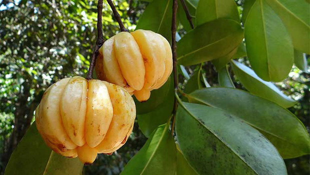Tưởng là ổi nhưng hoá ra loại trái cây này đã khiến biết bao người nhầm lẫn, còn được xem là 'cụ tổ' của các loại quả chua - 5 Tưởng là ổi nhưng hoá ra loại trái cây này đã khiến biết bao người nhầm lẫn, còn được xem là 'cụ tổ' của các loại quả chua - 5