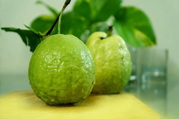 Quả ổi là 'kho dinh dưỡng' tuyệt vời nhưng khi ăn cần nắm rõ 6 nguyên tắc sau để tránh gây hại cho các cơ quan bên trong cơ thể - 2 Quả ổi là 'kho dinh dưỡng' tuyệt vời nhưng khi ăn cần nắm rõ 6 nguyên tắc sau để tránh gây hại cho các cơ quan bên trong cơ thể - 2