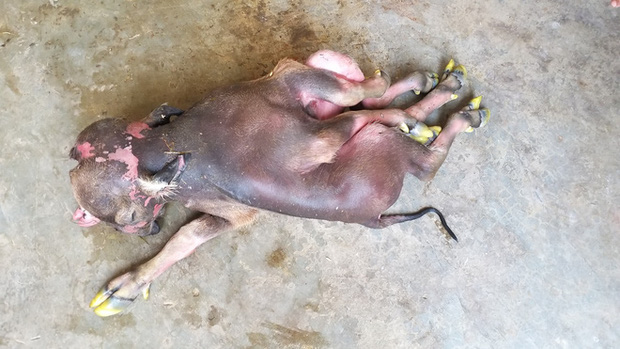 Người dân kéo đến xem nghé 2 đầu, 8 chân ở Nghệ An - 2 Người dân kéo đến xem nghé 2 đầu, 8 chân ở Nghệ An - 2