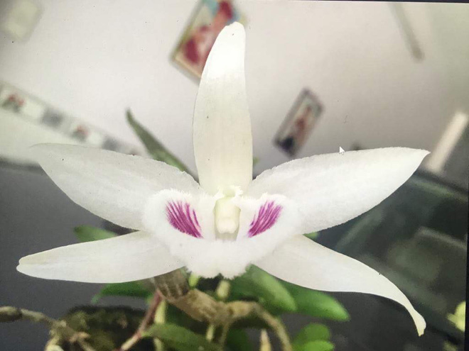 Những cây lan tiền tỷ của đại gia Việt, ly kỳ nhất là cây 300.000 đồng bán được 600 triệu - 2 Những cây lan tiền tỷ của đại gia Việt, ly kỳ nhất là cây 300.000 đồng bán được 600 triệu - 2