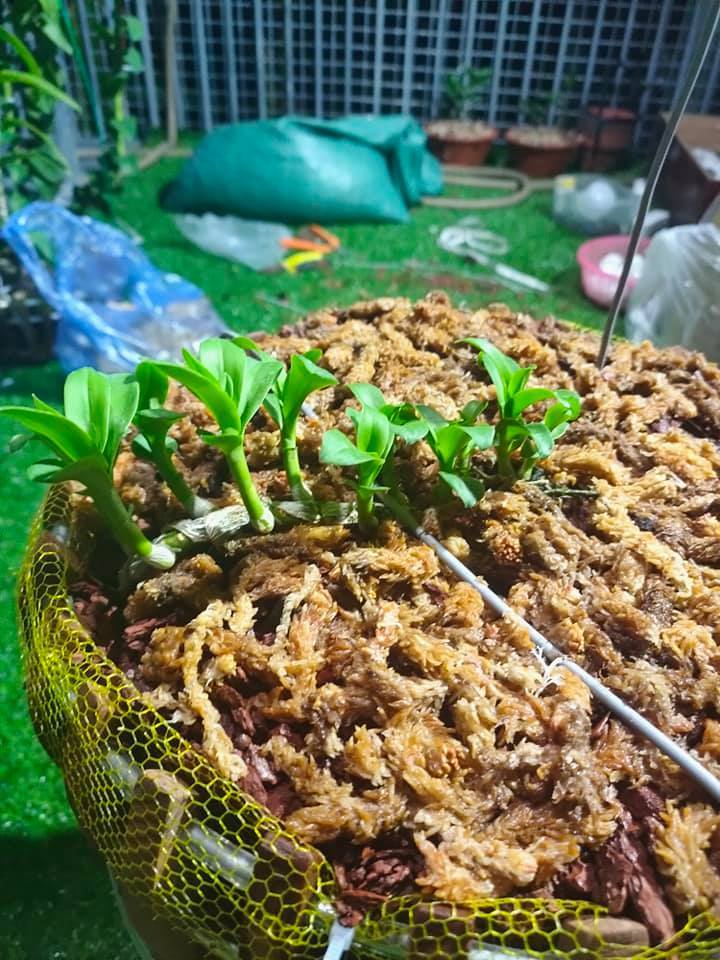 Lan đột biến giá trên trời, yếu tố đặc biệt khiến đại gia 'đốt' tiền tỷ - 10 Lan đột biến giá trên trời, yếu tố đặc biệt khiến đại gia 'đốt' tiền tỷ - 10