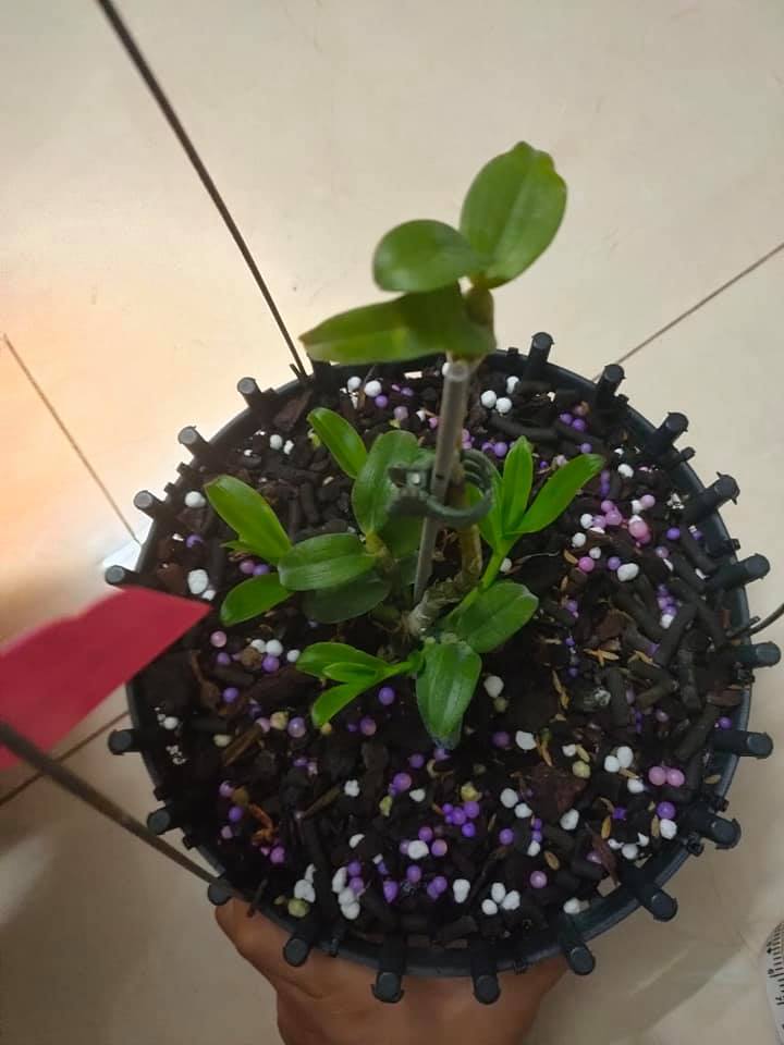 Lan đột biến giá trên trời, yếu tố đặc biệt khiến đại gia 'đốt' tiền tỷ - 8 Lan đột biến giá trên trời, yếu tố đặc biệt khiến đại gia 'đốt' tiền tỷ - 8