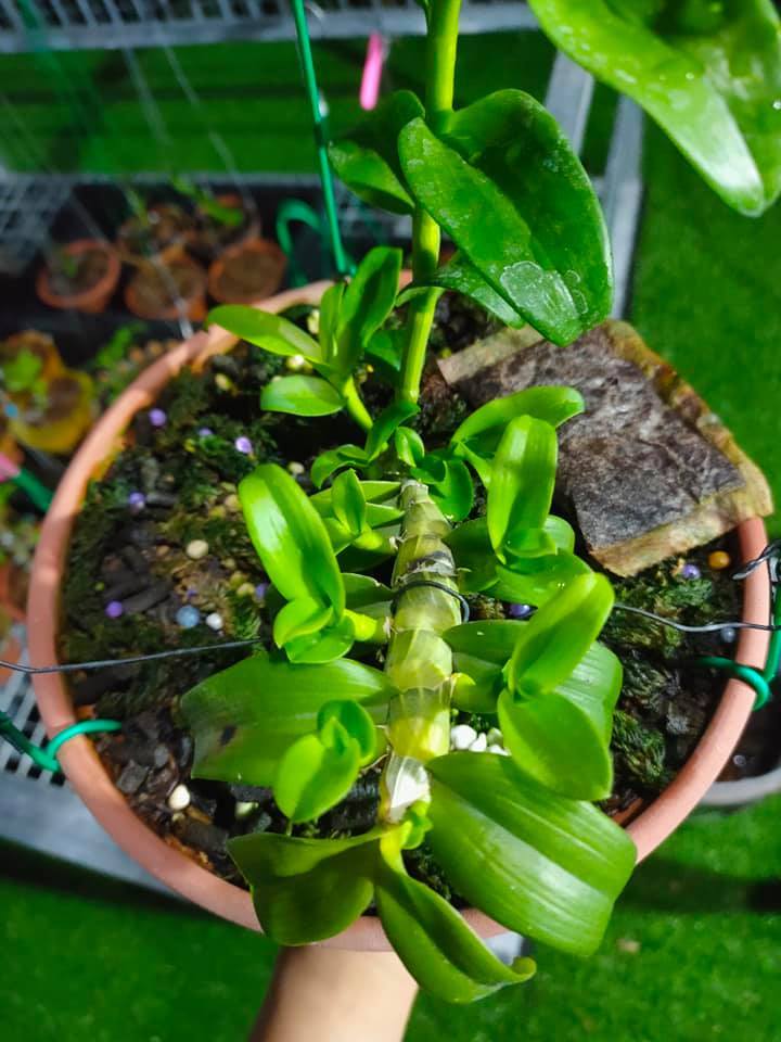 Lan đột biến giá trên trời, yếu tố đặc biệt khiến đại gia 'đốt' tiền tỷ - 11 Lan đột biến giá trên trời, yếu tố đặc biệt khiến đại gia 'đốt' tiền tỷ - 11