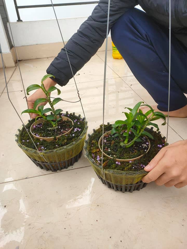 Lan đột biến giá trên trời, yếu tố đặc biệt khiến đại gia 'đốt' tiền tỷ - 7 Lan đột biến giá trên trời, yếu tố đặc biệt khiến đại gia 'đốt' tiền tỷ - 7