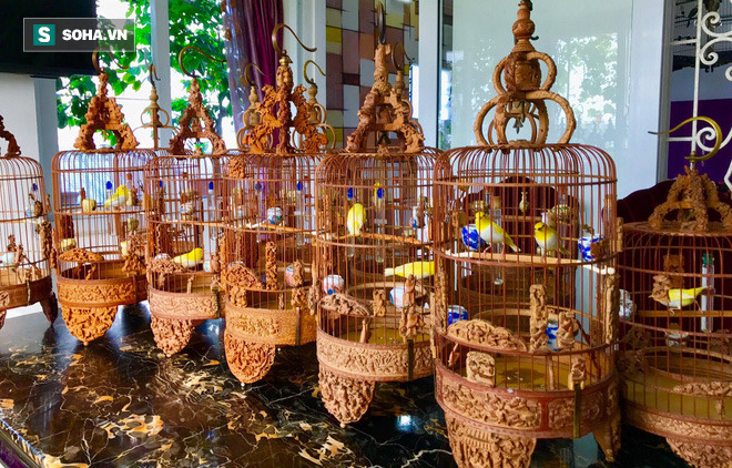 Độc nhất tại Việt Nam: 72 con chim 'quý tộc' trị giá 10 tỷ đồng, có 2 bảo mẫu riêng chăm sóc - 6 Độc nhất tại Việt Nam: 72 con chim 'quý tộc' trị giá 10 tỷ đồng, có 2 bảo mẫu riêng chăm sóc - 6