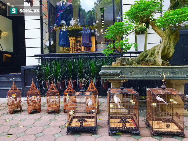 Độc nhất tại Việt Nam: 72 con chim 'quý tộc' trị giá 10 tỷ đồng, có 2 bảo mẫu riêng chăm sóc - 4 Độc nhất tại Việt Nam: 72 con chim 'quý tộc' trị giá 10 tỷ đồng, có 2 bảo mẫu riêng chăm sóc - 4