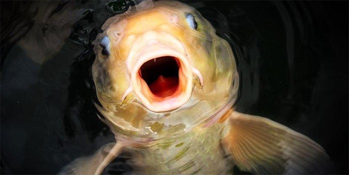 Vì sao cá có thể xuất hiện ở những vùng nước bị cô lập hoàn toàn? Vì sao cá có thể xuất hiện ở những vùng nước bị cô lập hoàn toàn?