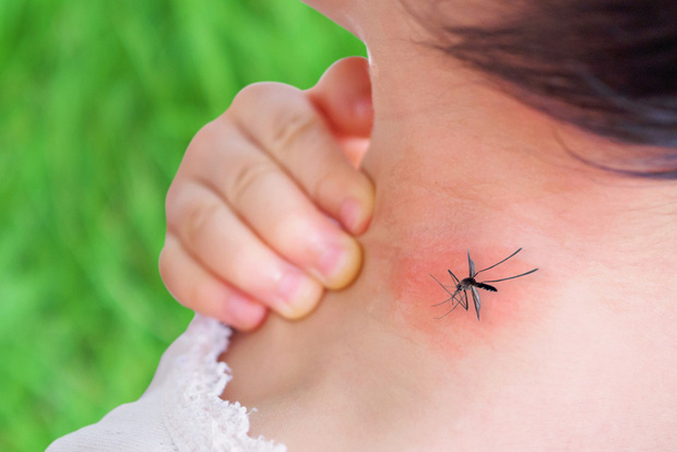 Ca sốt xuất huyết tại Hà Nội tăng mạnh: Bộ Y tế đưa ra những khuyến cáo phòng ngừa bệnh ở ngay tại nhà - 1 Ca sốt xuất huyết tại Hà Nội tăng mạnh: Bộ Y tế đưa ra những khuyến cáo phòng ngừa bệnh ở ngay tại nhà - 1