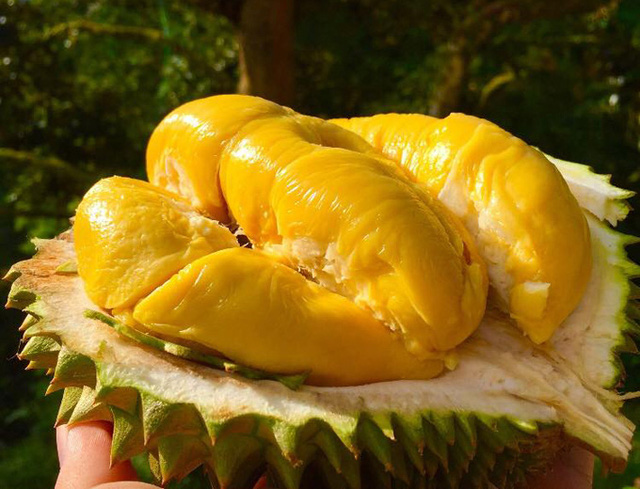 Loại sầu riêng giá 1,6 triệu đồng/kg đang 'hút khách' rần rần là loại sầu riêng gì? Loại sầu riêng giá 1,6 triệu đồng/kg đang 'hút khách' rần rần là loại sầu riêng gì?
