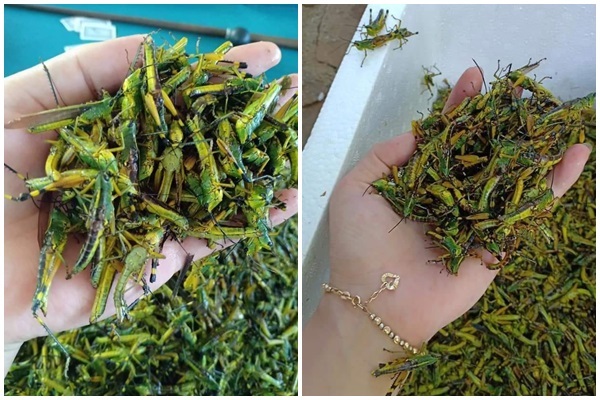 Châu chấu trứng 150 nghìn/kg, muốn ăn phải đăng ký chờ ưu tiên Châu chấu trứng 150 nghìn/kg, muốn ăn phải đăng ký chờ ưu tiên