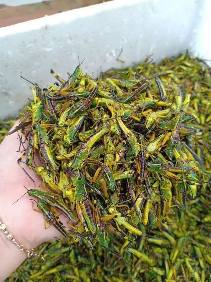 Châu chấu trứng 150 nghìn/kg, muốn ăn phải đăng ký chờ ưu tiên - 1 Châu chấu trứng 150 nghìn/kg, muốn ăn phải đăng ký chờ ưu tiên - 1