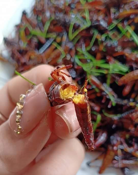 Châu chấu trứng 150 nghìn/kg, muốn ăn phải đăng ký chờ ưu tiên - 2 Châu chấu trứng 150 nghìn/kg, muốn ăn phải đăng ký chờ ưu tiên - 2