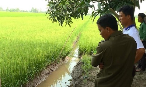 Dùng điện bẫy chuột, 2 người tử vong dưới ruộng lúa Dùng điện bẫy chuột, 2 người tử vong dưới ruộng lúa