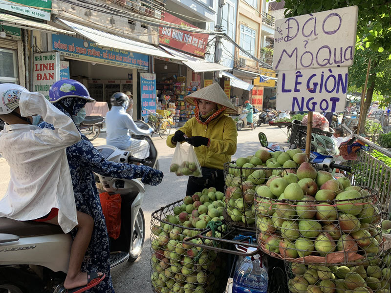Dân buôn tiết lộ sự thật về đào mỏ quạ đang bán tràn chợ Dân buôn tiết lộ sự thật về đào mỏ quạ đang bán tràn chợ