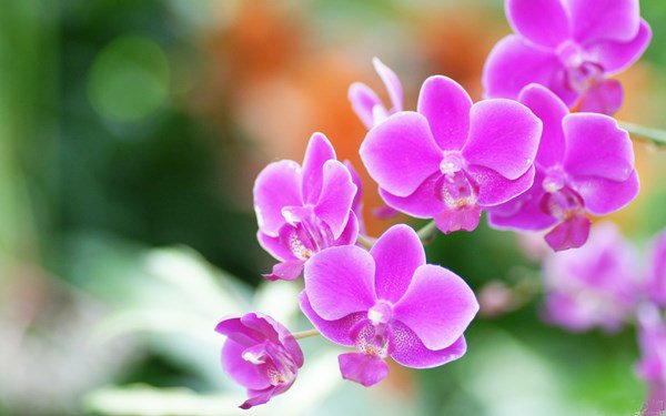 Mỗi sáng đặt thứ này lên bàn thờ Thần Tài, gia chủ ngồi không cũng có lộc - 3 Mỗi sáng đặt thứ này lên bàn thờ Thần Tài, gia chủ ngồi không cũng có lộc - 3