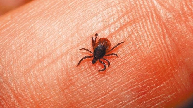 Chủng virus mới khiến 7 người Trung Quốc tử vong