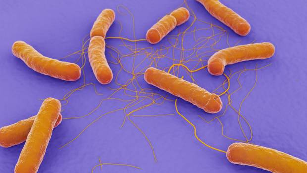 Virus Bunya bùng phát ở Trung Quốc: Đã xuất hiện từ 10 năm trước, gây chết người, lây bệnh qua máu và vết thương hở - 3 Virus Bunya bùng phát ở Trung Quốc: Đã xuất hiện từ 10 năm trước, gây chết người, lây bệnh qua máu và vết thương hở - 3