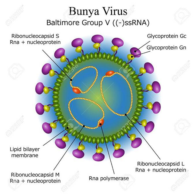 Virus Bunya bùng phát ở Trung Quốc: Đã xuất hiện từ 10 năm trước, gây chết người, lây bệnh qua máu và vết thương hở - 5 Virus Bunya bùng phát ở Trung Quốc: Đã xuất hiện từ 10 năm trước, gây chết người, lây bệnh qua máu và vết thương hở - 5
