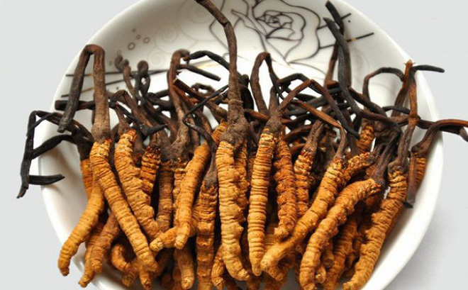 Đông trùng hạ thảo tăng cường sinh lý cho nam giới Đông trùng hạ thảo tăng cường sinh lý cho nam giới