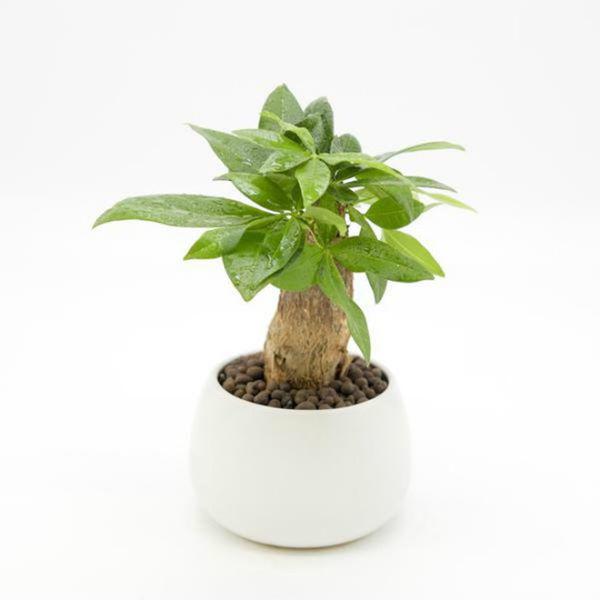 Những loại cây 'ăn tiền thiên hạ', sáng đặt phòng khách chiều gặp may - 1