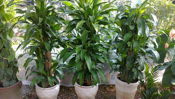 Những loại cây 'ăn tiền thiên hạ', sáng đặt phòng khách chiều gặp may - 2