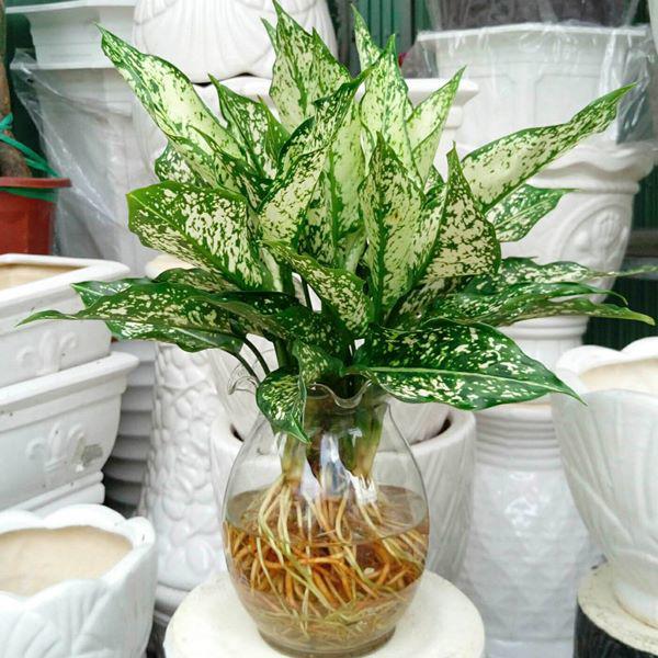 Những loại cây 'ăn tiền thiên hạ', sáng đặt phòng khách chiều gặp may - 3