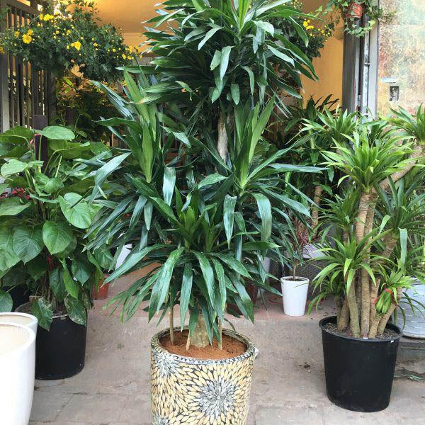 Những loại cây 'ăn tiền thiên hạ', sáng đặt phòng khách chiều gặp may - 4