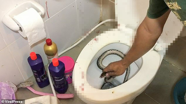 Tai nạn hy hữu của thanh niên ôm điện thoại trong toilet, đang say mê xem video bị 'bé Na hỏi thăm' ngay chỗ hiểm phải đi cấp cứu Tai nạn hy hữu của thanh niên ôm điện thoại trong toilet, đang say mê xem video bị 'bé Na hỏi thăm' ngay chỗ hiểm phải đi cấp cứu
