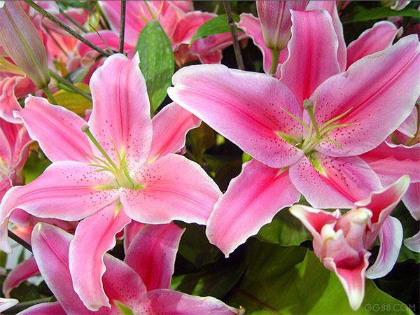 5 loại hoa đẹp nhưng tuyệt đối không nên rước lên bàn thờ kẻo gia cảnh sẽ lụi bại trong phút chốc 5 loại hoa đẹp nhưng tuyệt đối không nên rước lên bàn thờ kẻo gia cảnh sẽ lụi bại trong phút chốc