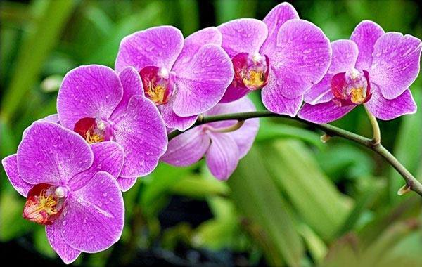 5 loại hoa đẹp nhưng tuyệt đối không nên rước lên bàn thờ kẻo gia cảnh sẽ lụi bại trong phút chốc - 1 5 loại hoa đẹp nhưng tuyệt đối không nên rước lên bàn thờ kẻo gia cảnh sẽ lụi bại trong phút chốc - 1