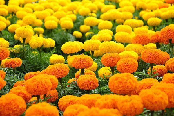 5 loại hoa đẹp nhưng tuyệt đối không nên rước lên bàn thờ kẻo gia cảnh sẽ lụi bại trong phút chốc - 2 5 loại hoa đẹp nhưng tuyệt đối không nên rước lên bàn thờ kẻo gia cảnh sẽ lụi bại trong phút chốc - 2