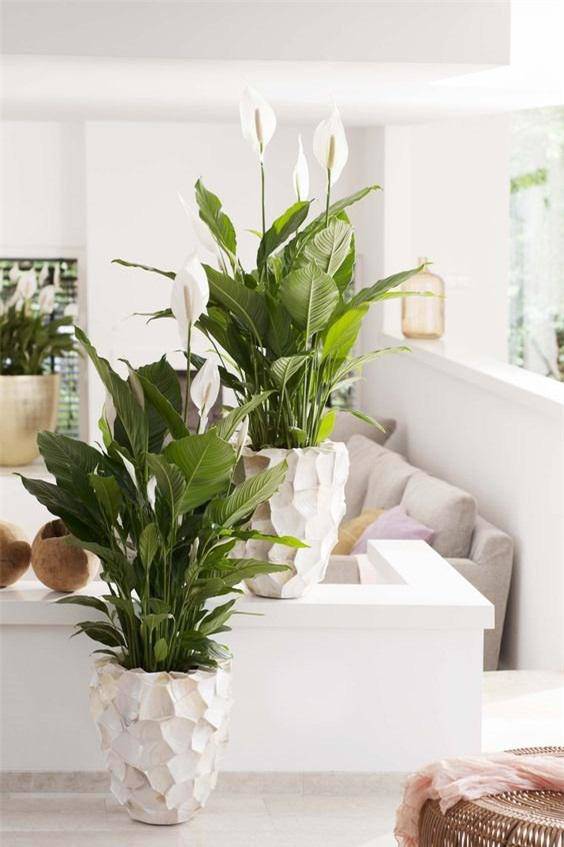 Những loại cây trồng trong nhà giúp trừ tà khí, xua đuổi vận đen, tài lộc kéo đến - 1 Những loại cây trồng trong nhà giúp trừ tà khí, xua đuổi vận đen, tài lộc kéo đến - 1