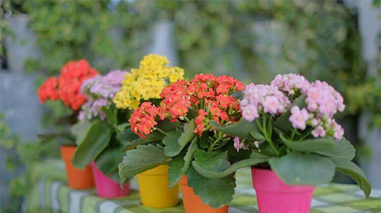 Những loại cây trồng trong nhà giúp trừ tà khí, xua đuổi vận đen, tài lộc kéo đến - 5 Những loại cây trồng trong nhà giúp trừ tà khí, xua đuổi vận đen, tài lộc kéo đến - 5