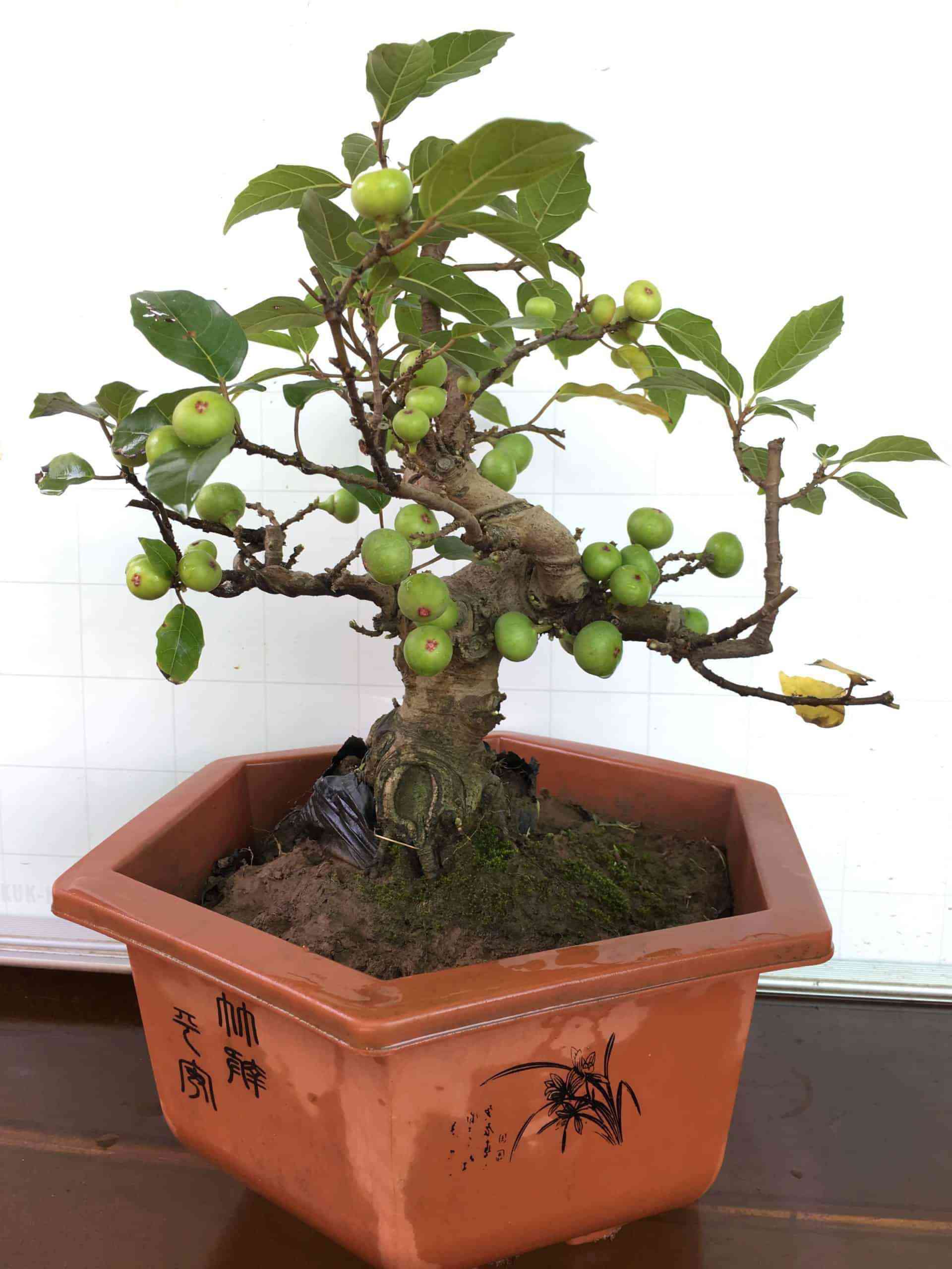 Những loại cây trồng trong nhà giúp trừ tà khí, xua đuổi vận đen, tài lộc kéo đến - 7 Những loại cây trồng trong nhà giúp trừ tà khí, xua đuổi vận đen, tài lộc kéo đến - 7
