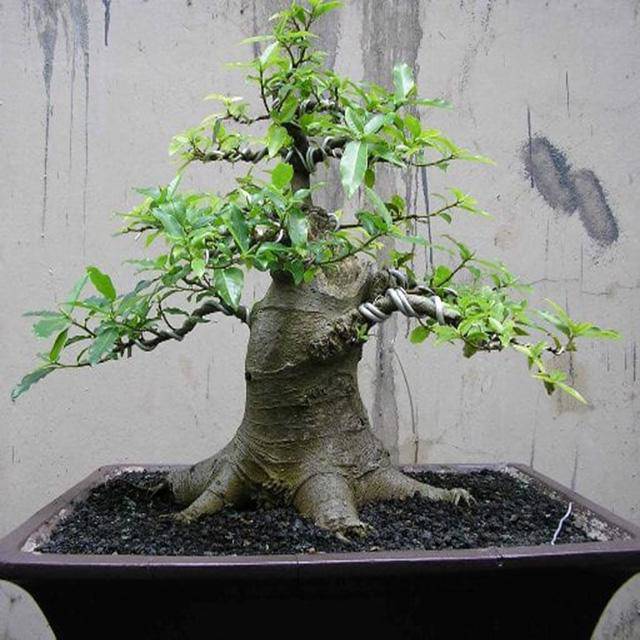 Những loại cây trồng trong nhà giúp trừ tà khí, xua đuổi vận đen, tài lộc kéo đến - 8 Những loại cây trồng trong nhà giúp trừ tà khí, xua đuổi vận đen, tài lộc kéo đến - 8