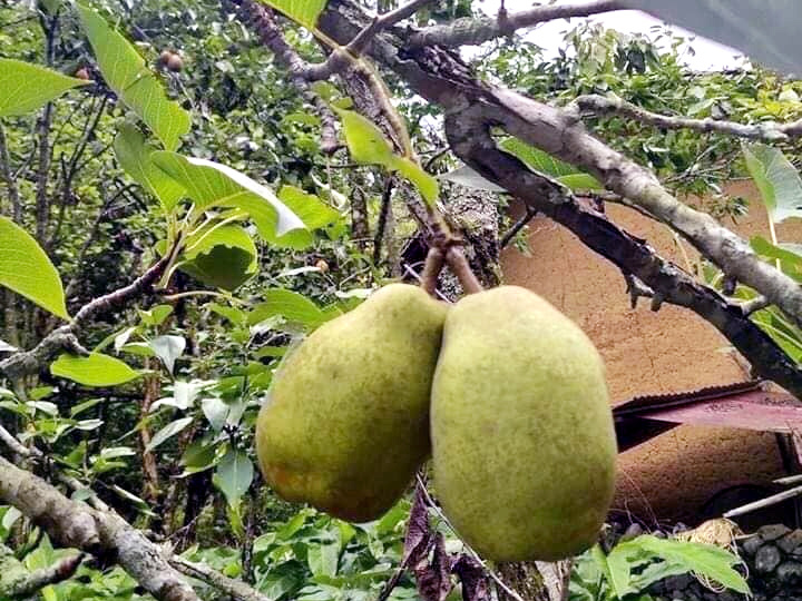 Đặc sản Hà Giang mát lịm, ngọt như đường đánh dạt hàng Trung Quốc - 2 Đặc sản Hà Giang mát lịm, ngọt như đường đánh dạt hàng Trung Quốc - 2