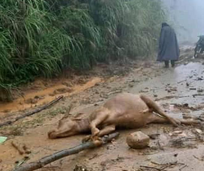 Cơn bão số 5: Sạt lở đất sau bão vùi lấp đàn trâu 8 con ở Nghệ An - 4 Cơn bão số 5: Sạt lở đất sau bão vùi lấp đàn trâu 8 con ở Nghệ An - 4