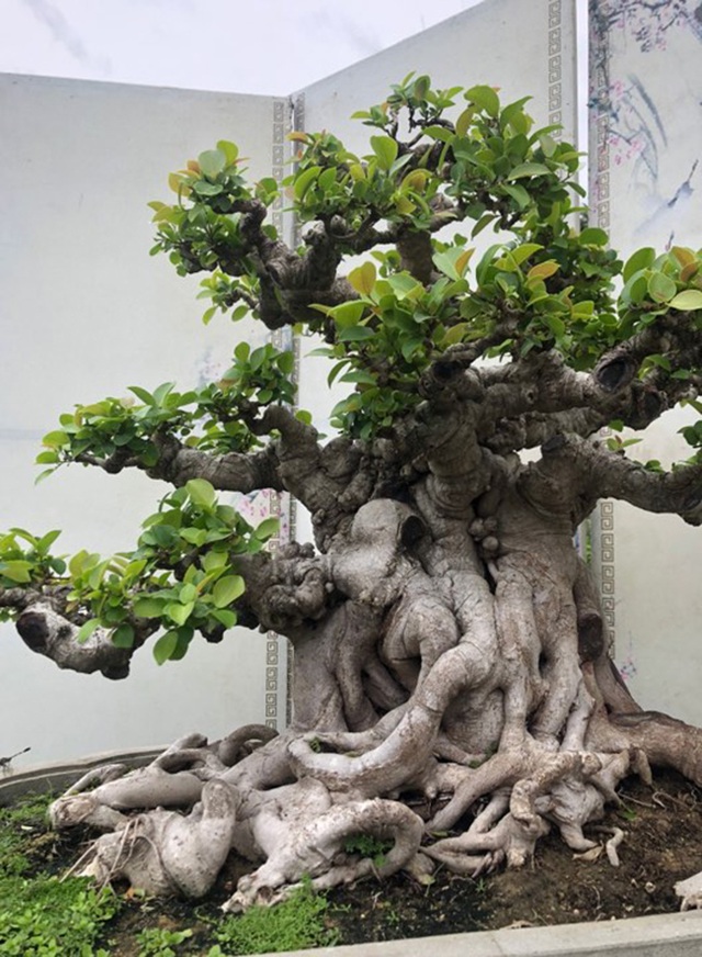 Lộ diện cây si đỏ 'Nhất trụ liên chi' khiến nhiều đại gia mê mẩn - 1 Lộ diện cây si đỏ 'Nhất trụ liên chi' khiến nhiều đại gia mê mẩn - 1