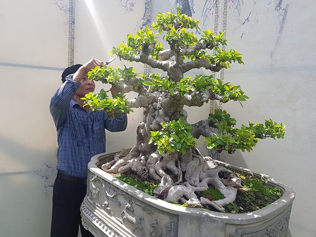 Lộ diện cây si đỏ 'Nhất trụ liên chi' khiến nhiều đại gia mê mẩn - 4 Lộ diện cây si đỏ 'Nhất trụ liên chi' khiến nhiều đại gia mê mẩn - 4