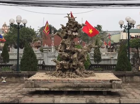 Choáng váng cây sanh 'như khúc củi khô' giá 4 tỷ đồng của đại gia đồng nát Hà Nội Choáng váng cây sanh 'như khúc củi khô' giá 4 tỷ đồng của đại gia đồng nát Hà Nội