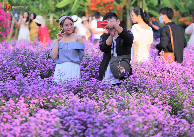 Dân tình chen chúc 'sống ảo' tại vườn hoa thạch thảo đẹp lịm tim lần đầu được trồng ở Đà Nẵng - 3 Dân tình chen chúc 'sống ảo' tại vườn hoa thạch thảo đẹp lịm tim lần đầu được trồng ở Đà Nẵng - 3