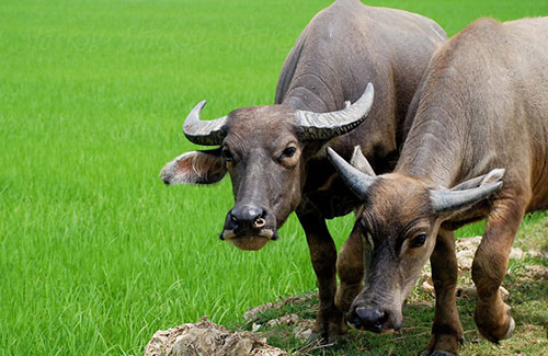 Tại sao trâu bò to thế mà chỉ cần ăn cỏ vẫn béo tốt? Tại sao trâu bò to thế mà chỉ cần ăn cỏ vẫn béo tốt?