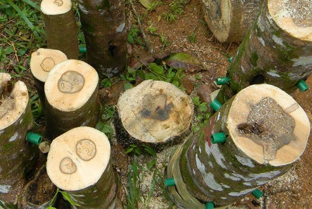 Vì sao trầm hương chỉ là miếng gỗ thừa nhưng lại đắt hơn vàng và không phải ai cũng mua được? Vì sao trầm hương chỉ là miếng gỗ thừa nhưng lại đắt hơn vàng và không phải ai cũng mua được?