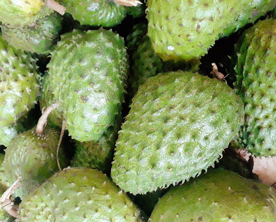 Đặc sản lạ Sóc Trăng: Loại trà không làm từ cây chè, giá 1 triệu/kg Đặc sản lạ Sóc Trăng: Loại trà không làm từ cây chè, giá 1 triệu/kg