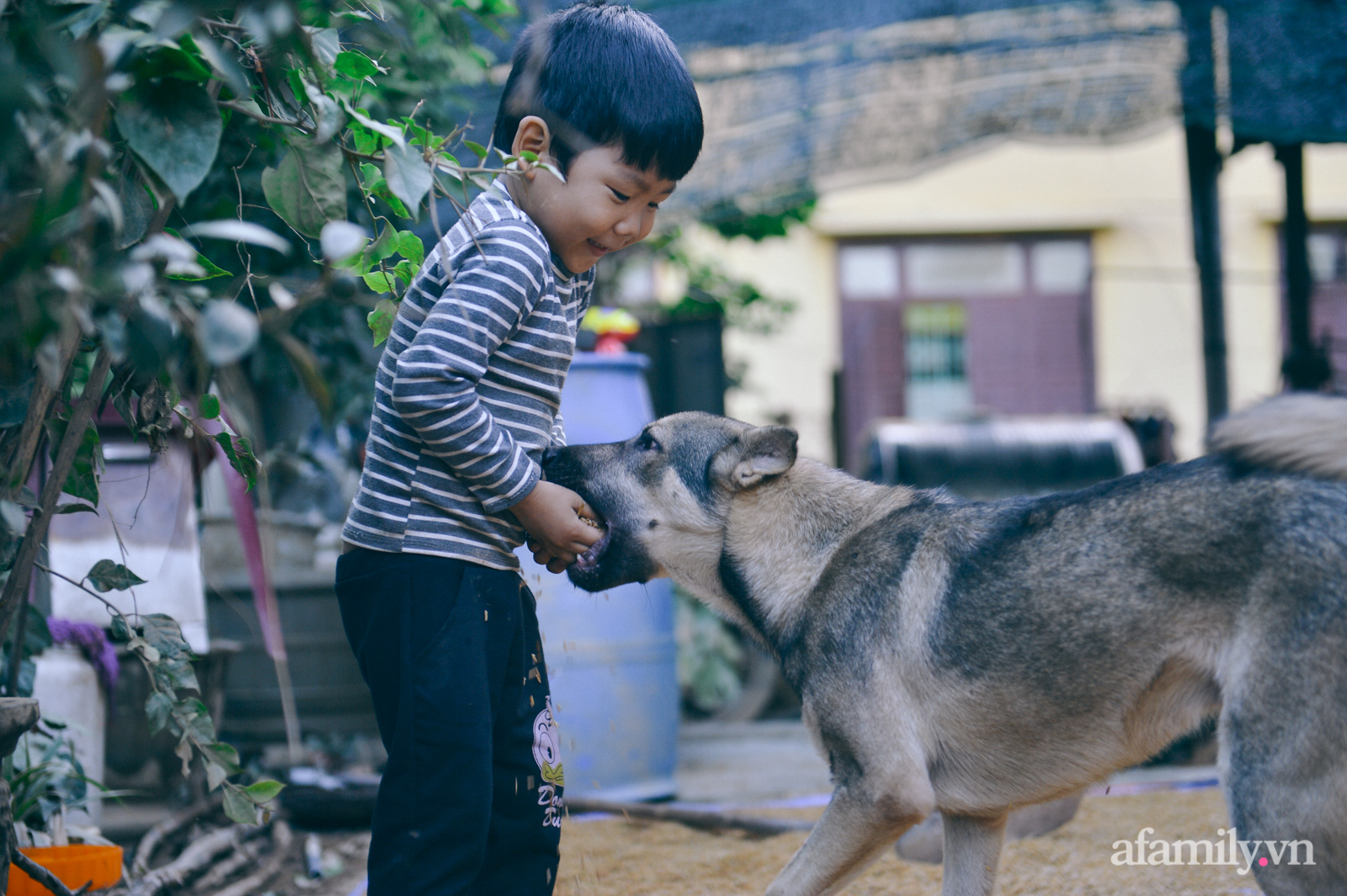 Ký ức người chết hụt trong trận 'đại hồng thủy' 70 năm mới thấy một lần: Trải nghiệm cận tử của em bé 4 tuổi, 3 tấn thóc mọc mầm và tinh thần “còn da lông mọc, còn chồi lên cây” - 4 Ký ức người chết hụt trong trận 'đại hồng thủy' 70 năm mới thấy một lần: Trải nghiệm cận tử của em bé 4 tuổi, 3 tấn thóc mọc mầm và tinh thần “còn da lông mọc, còn chồi lên cây” - 4
