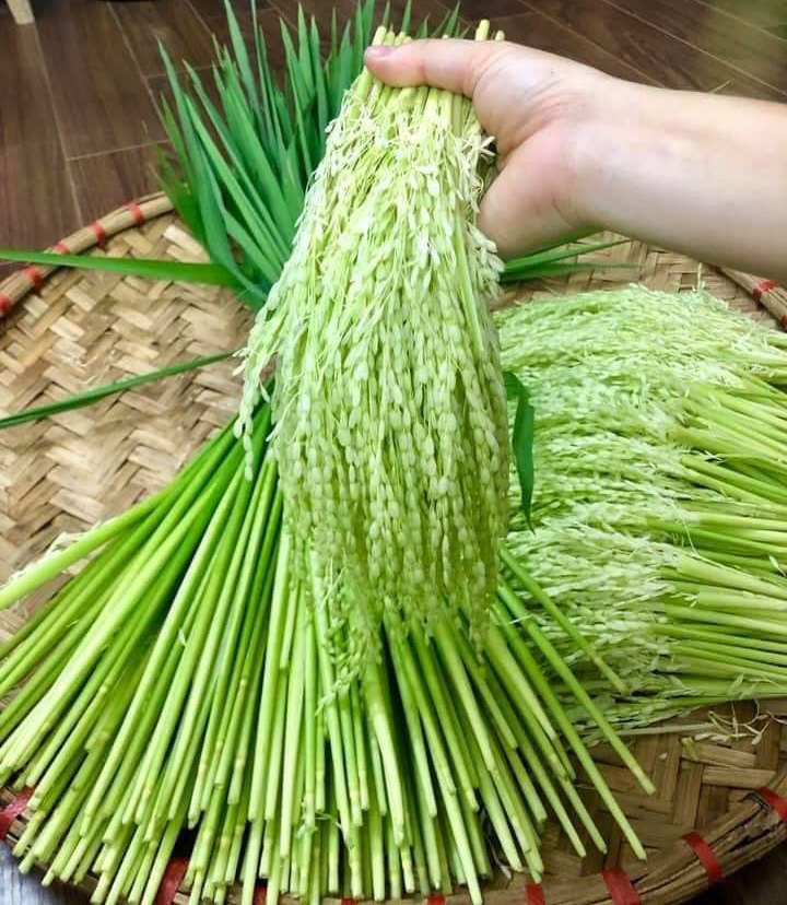 Đòng đòng lúa nếp đắt giá, hàng lạ hút quý ông làm quà hưởng Tết Đòng đòng lúa nếp đắt giá, hàng lạ hút quý ông làm quà hưởng Tết